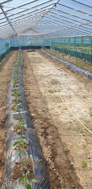 밤가시 여주농장님의 고추 · 영농일지 작성글 사진