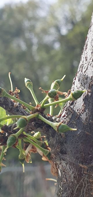 유병선(김천자두)님의 자유주제 · 자유게시판 작성글 사진