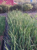 팜모닝 농사, 무엇이든 물어보세요!·참여글 게시글 이미지