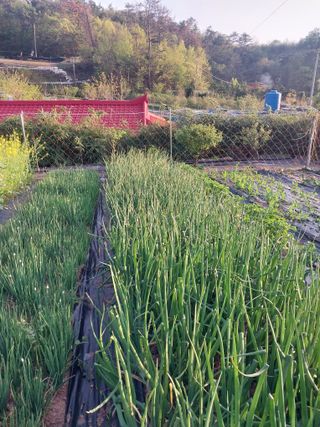 김석율님의 농사, 무엇이든 물어보세요! · 참여글 작성글 사진