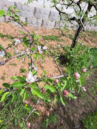 박수정님의 사과 · 영농일지 작성글 사진
