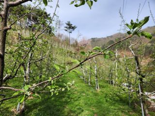 이희규님의 사과 · 영농일지 작성글 사진