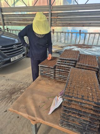 송광만님의 참깨 · 자유게시판 작성글 사진