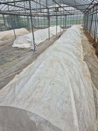 송광만님의 참깨 · 자유게시판 작성글 사진