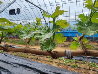 김영준님의 포도 · 자유게시판 작성글 사진