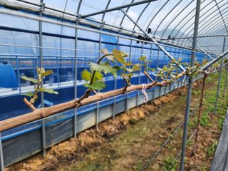 김영준님의 포도 · 자유게시판 작성글 사진