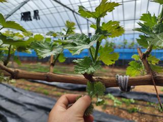 김영준님의 포도 · 자유게시판 작성글 사진