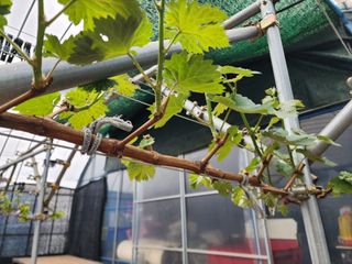 김영준님의 포도 · 자유게시판 작성글 사진