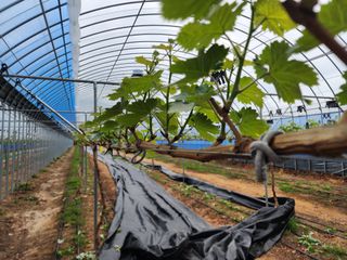 김영준님의 포도 · 자유게시판 작성글 사진