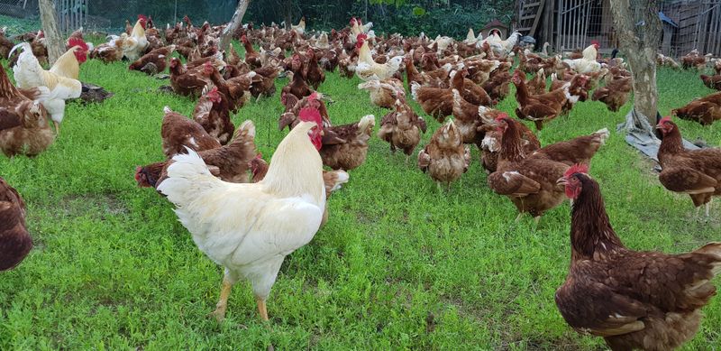 장터 상품 [폐계(묵은닭)판매] 썸네일