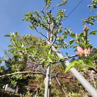 현등농원♡님의 사과 · 영농일지 작성글 사진