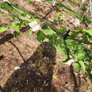 현등농원♡님의 사과 · 영농일지 작성글 사진