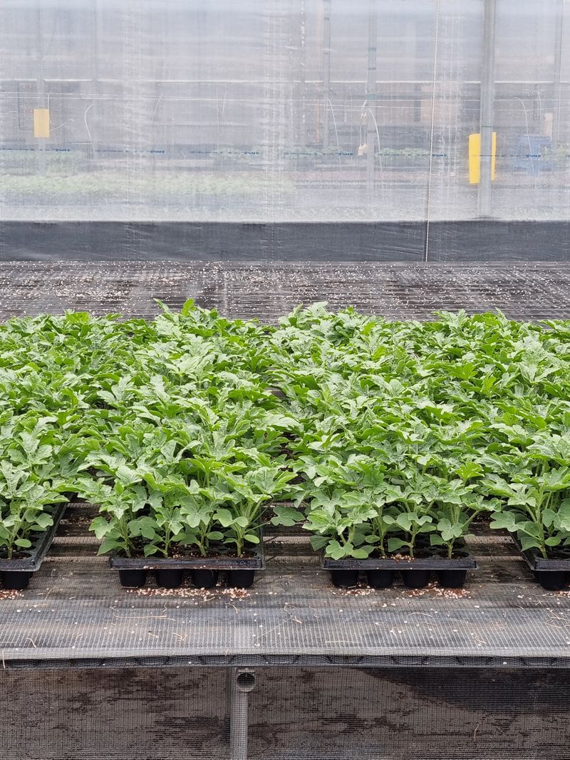 장터 상품 [슈퍼매직에 부라보 입니다] 썸네일