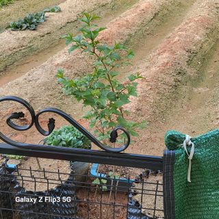 짱순이연속8월출석왕님의 최근에 산 것 자랑하기 · 참여글 작성글 사진