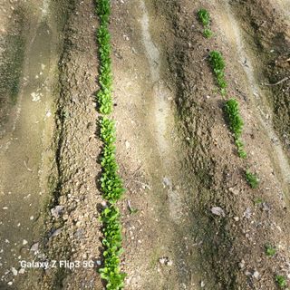 짱순이연속8월출석왕님의 최근에 산 것 자랑하기 · 참여글 작성글 사진