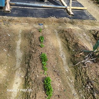 짱순이연속8월출석왕님의 최근에 산 것 자랑하기 · 참여글 작성글 사진