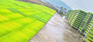 노란토끼님의 벼 · 영농일지 작성글 사진