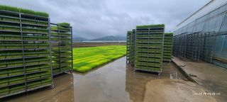 노란토끼님의 벼 · 영농일지 작성글 사진