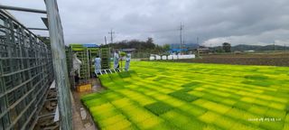 노란토끼님의 벼 · 영농일지 작성글 사진