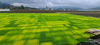 노란토끼님의 벼 · 영농일지 작성글 사진