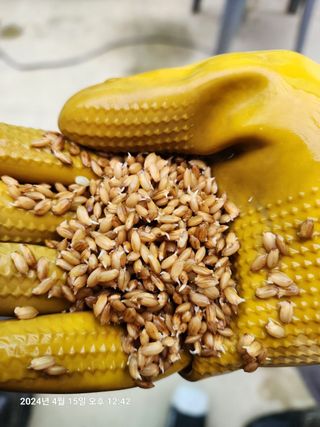 노란토끼님의 벼 · 영농일지 작성글 사진