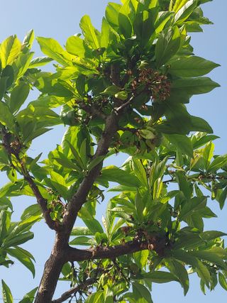 준이네 ^_^♡님의 농사, 무엇이든 물어보세요! · 참여글 작성글 사진
