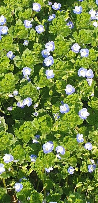 밤가시 여주농장님의 자유주제 · 자유게시판 작성글 사진