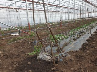 희야 네 레디향님의 최근에 산 것 자랑하기 · 참여글 작성글 사진