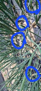 팜모닝 양파·병해충상담 게시글 이미지