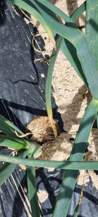 김순호님의 양파 · 병해충상담 작성글 사진