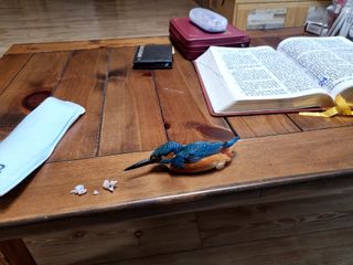 복사꽃마을 이창식님의 자유주제 · 자유게시판 작성글 사진