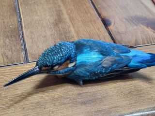 복사꽃마을 이창식님의 자유주제 · 자유게시판 작성글 사진