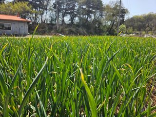 HJK님의 농사, 무엇이든 물어보세요! · 참여글 작성글 사진