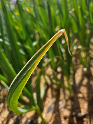 HJK님의 농사, 무엇이든 물어보세요! · 참여글 작성글 사진