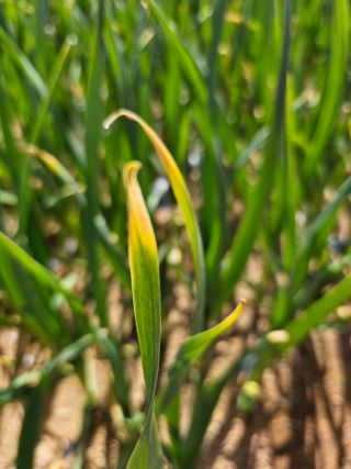 HJK님의 농사, 무엇이든 물어보세요! · 참여글 작성글 사진