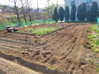 땅땅님의 고추 · 토양준비 작성글 사진