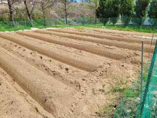 땅땅님의 고추 · 토양준비 작성글 사진