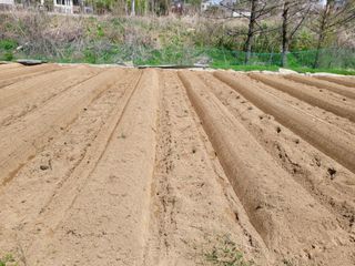 땅땅님의 고추 · 토양준비 작성글 사진