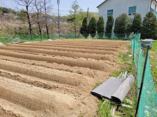 땅땅님의 고추 · 토양준비 작성글 사진