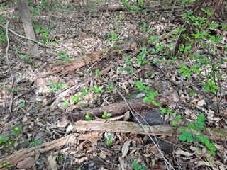 이상헌님의 두릅 · 영농일지 작성글 사진