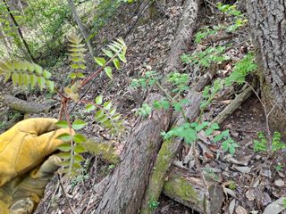 이상헌님의 두릅 · 영농일지 작성글 사진