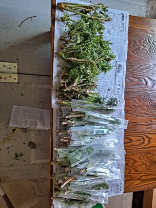 이상헌님의 두릅 · 영농일지 작성글 사진