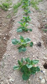 팜모닝 감자·영농일지 게시글 이미지