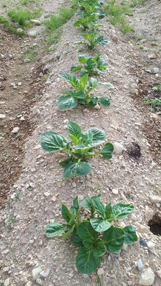 포항종미님의 감자 · 영농일지 작성글 사진