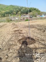 팜모닝 사과·영농일지 게시글 이미지