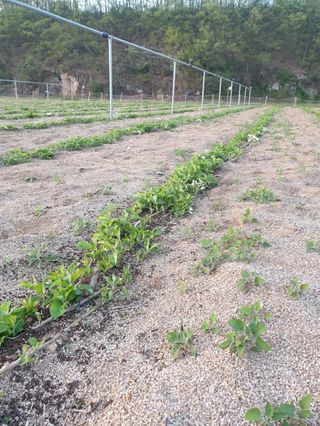김화순님의 자유주제 · 사진전 작성글 사진