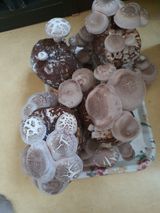 팜모닝 최근에 산 것 자랑하기·참여글 게시글 이미지