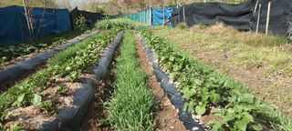 생명샘님의 자유주제 · 자유게시판 작성글 사진