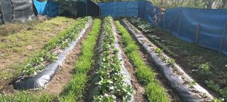 생명샘님의 자유주제 · 자유게시판 작성글 사진