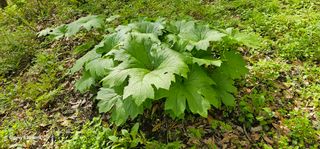 해오름달님의 자유주제 · 자유게시판 작성글 사진